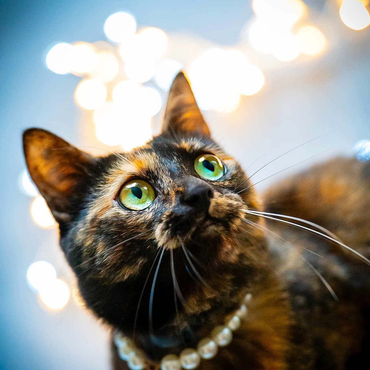 Uranus participe au concours pour gagner de l'argent avec cette photo : adorable, bokeh, cat, close_up, cute, fairy_lights, feline, fur, green_eyes, indoor, jewelry, looking_up, macro, pearl_necklace, pet, portrait, shallow_depth_of_field, tortoiseshell_cat, warm_tones, whiskers