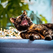 Uranus a rejoint le concours — aidez-le/la à gagner de superbes lots ! cat, tortoiseshell_cat, pet, animal, teeth, yawn, mouth_open, whiskers, collar, pearl_collar, fairy_lights, bokeh, indoor, sofa, cushion, cozy, portrait, closeup, blurred_background, green_plant