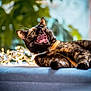 cat, tortoiseshell_cat, pet, animal, teeth, yawn, mouth_open, whiskers, collar, pearl_collar, fairy_lights, bokeh, indoor, sofa, cushion, cozy, portrait, closeup, blurred_background, green_plant