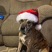 Dexter is registered to the contest to win money with this photo: dog, brindle, santa_hat, pet, indoor, couch, rug, brown, white, fur, animal, seated, looking, holiday, festive, living_room, collar, texture, home, mammal