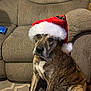 dog, brindle, santa_hat, pet, indoor, couch, rug, brown, white, fur, animal, seated, looking, holiday, festive, living_room, collar, texture, home, mammal
