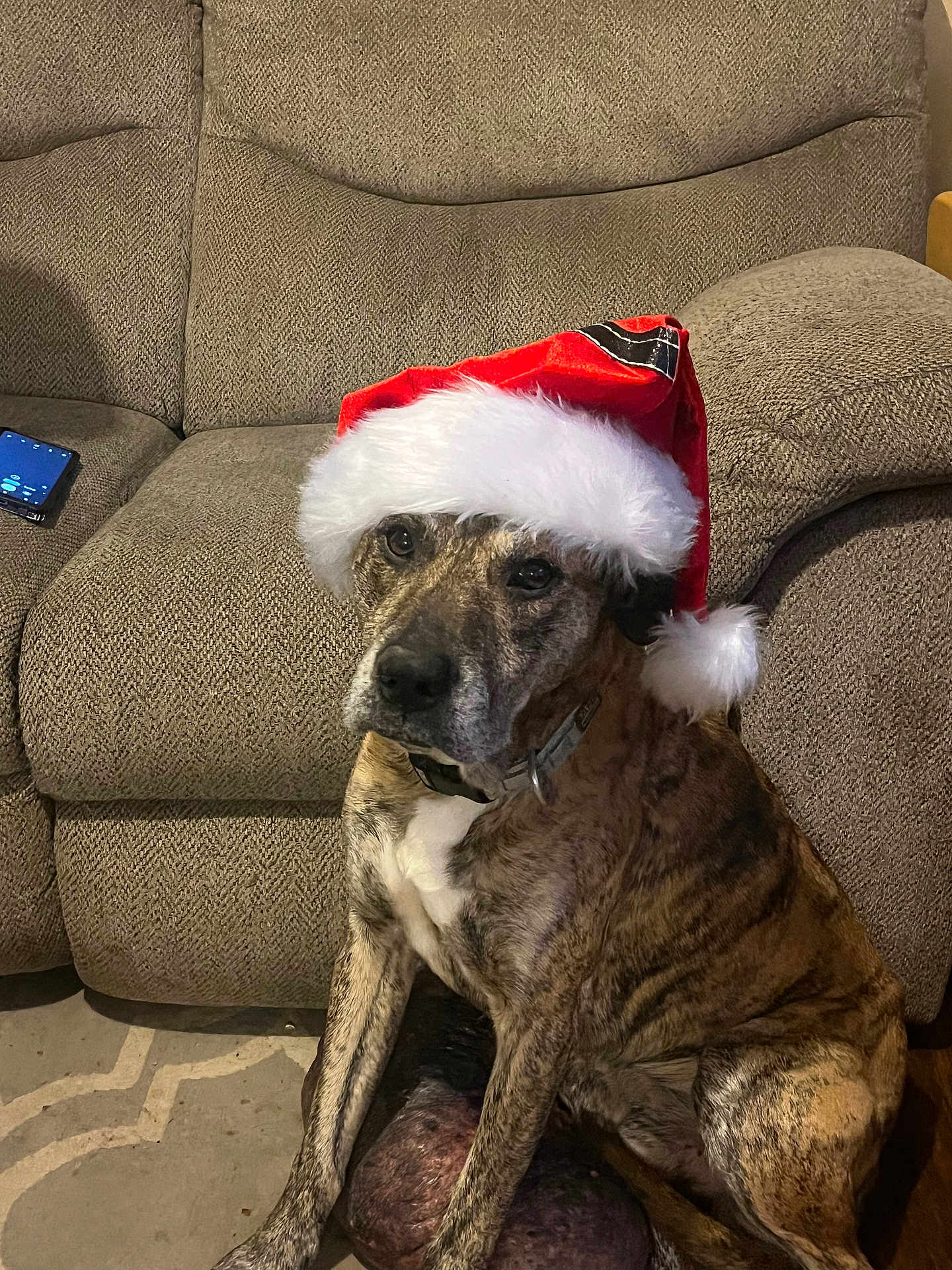 Dexter is registered to the contest to win money with this photo: dog, brindle, santa_hat, pet, indoor, couch, rug, brown, white, fur, animal, seated, looking, holiday, festive, living_room, collar, texture, home, mammal