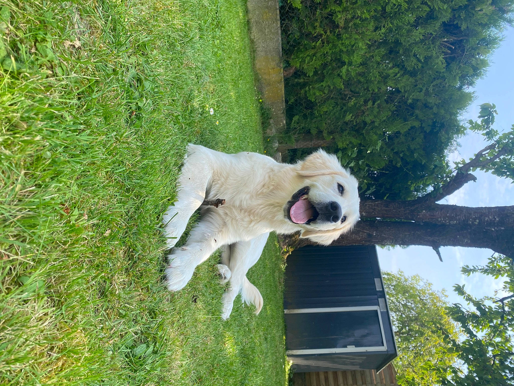 Judy a rejoint le concours — aidez-le/la à gagner de superbes lots ! canidae, carnivore, cockatoo, companion_dog, dog, dog_breed, dog_supply, fawn, grass, groundcover, pet_supply, plant, sky, snout, sporting_group, tail, tree, trunk, wood, working_animal