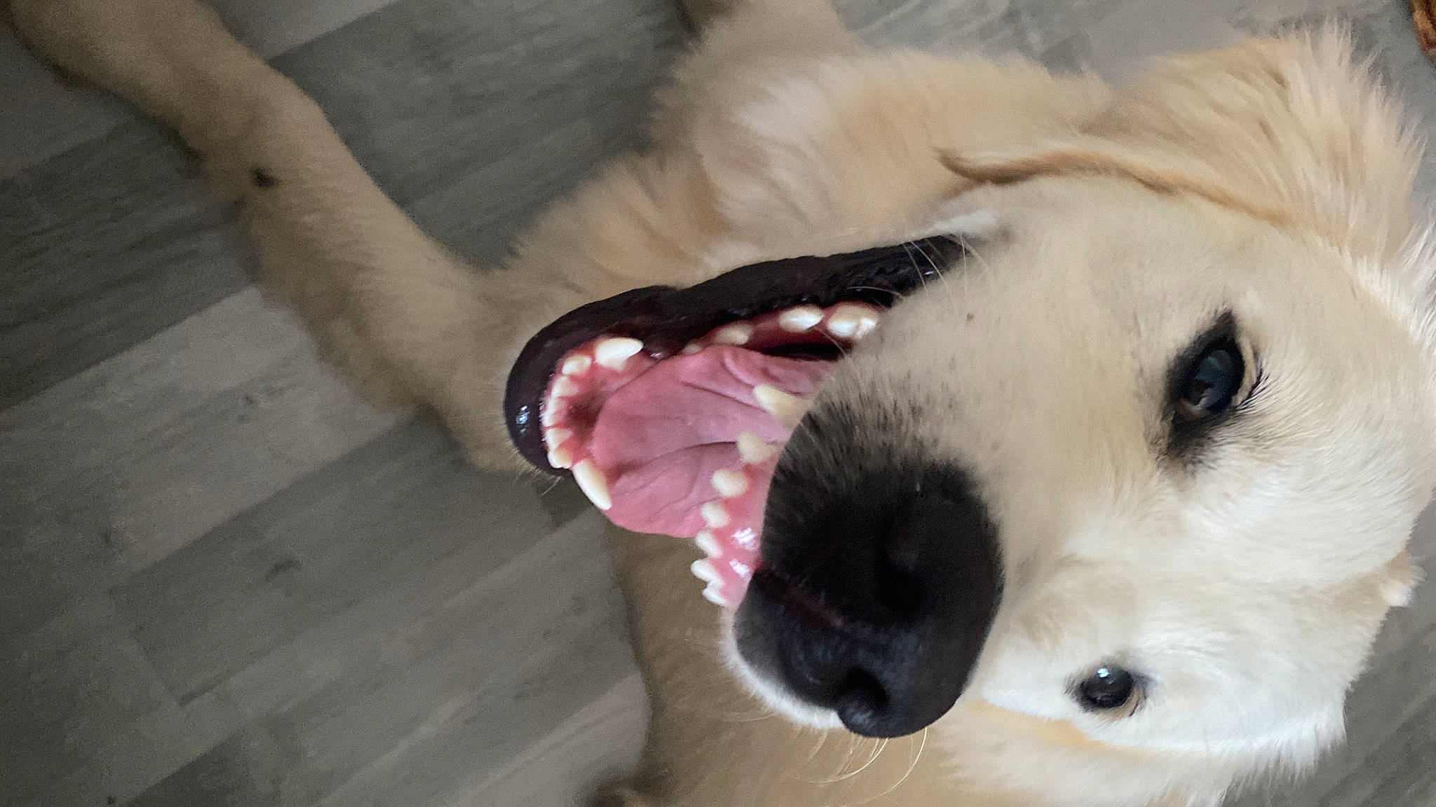 Judy participe au concours pour gagner de l'argent avec cette photo : ball, canidae, carnivore, collar, companion_dog, dog, dog_breed, dog_collar, dog_supply, fang, fawn, football, fur, livestock_guardian_dog, nose, paw, retriever, snout, tongue, whiskers