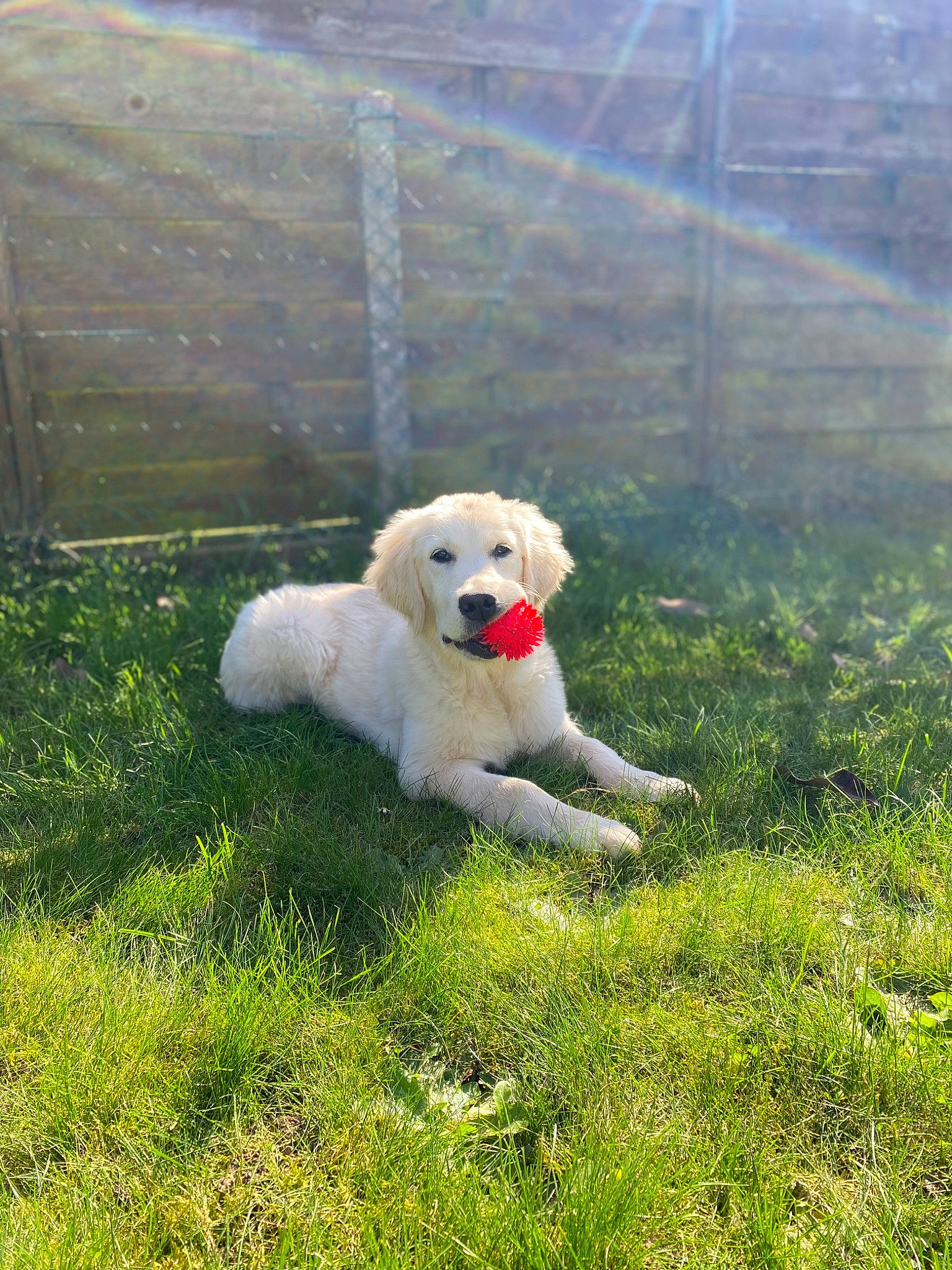 Judy participe au concours pour gagner de l'argent avec cette photo : canidae, carnivore, companion_dog, dog, dog_breed, grass, grassland, landscape, livestock_guardian_dog, non_sporting_group, pasture, plant, polish_tatra_sheepdog, poodle, puppy, sky, sporting_group, tree, working_animal, working_dog