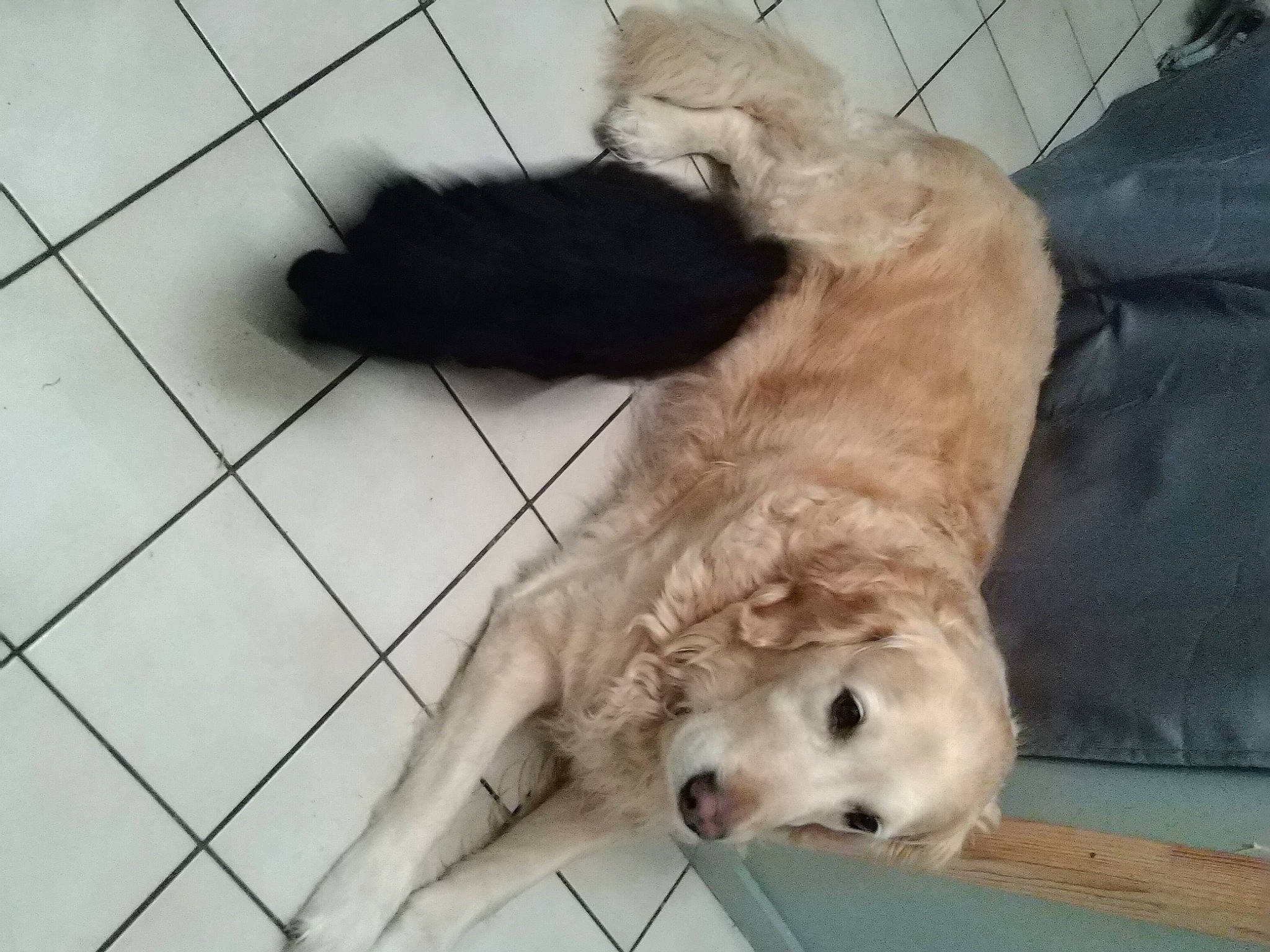 Lily participe au concours pour gagner de l'argent avec cette photo : carnivore, collar, companion_dog, dog, dog_breed, dog_collar, dog_supply, felidae, flooring, fur, gun_dog, paw, pet_supply, retriever, spaniel, tail, terrestrial_animal, tile_flooring, whiskers, working_animal