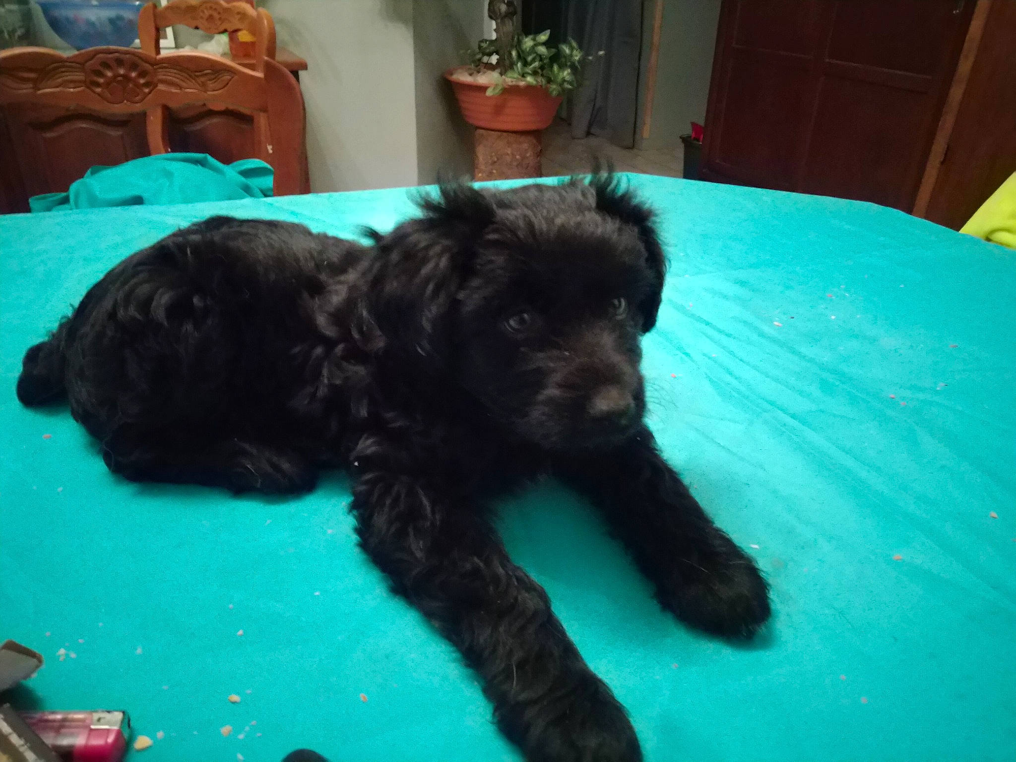 Lily participe au concours pour gagner de l'argent avec cette photo : canidae, carnivore, chair, comfort, companion_dog, dog, dog_breed, dog_supply, flowerpot, fur, houseplant, liver, plant, room, snout, spaniel, sporting_group, terrier, toy_dog, working_animal