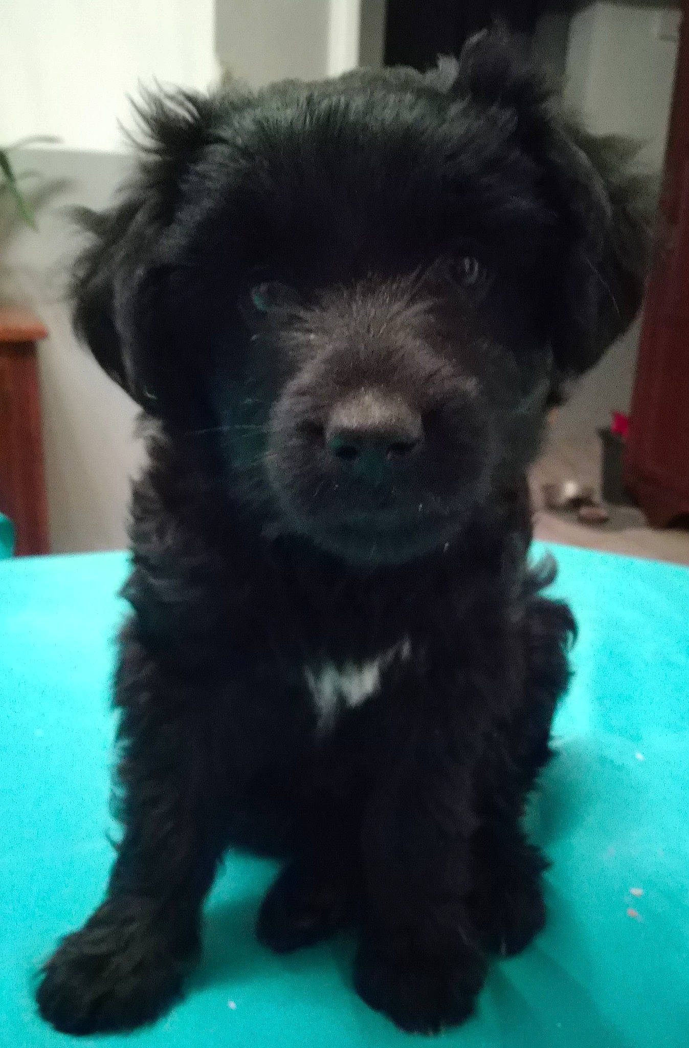 Lily participe au concours pour gagner de l'argent avec cette photo : borador, canidae, carnivore, companion_dog, dog, dog_breed, fur, labradoodle, maltepoo, non_sporting_group, puppy, small_terrier, snout, sporting_group, terrier, toy_dog, water_dog, working_animal, working_dog