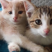 Orpi Et Cannelle a rejoint le concours — aidez-le/la à gagner de superbes lots ! animal, blanket, cat, closeup, cream_colored, curious, cute, ears, feline, fur, indoor, kitten, pet, pink_nose, relaxed, snuggling, soft, tabby, whiskers, young