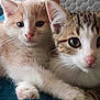 kitten, cat, animal, pet, feline, cute, snuggling, soft, blanket, indoor, closeup, young, fur, whiskers, ears, pink_nose, tabby, cream_colored, relaxed, curious