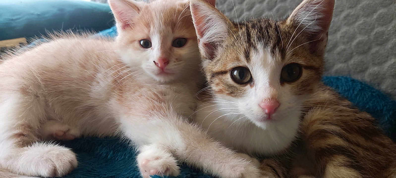 Orpi Et Cannelle
