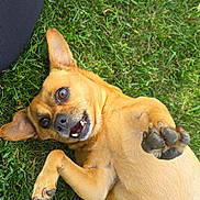 Rosie is registered to the contest to win money with this photo: dog, grass, playful, outdoor, pet, tan_dog, paw, lying_down, happy, cheerful, animal, canine, smiling, person_leg, black_pants, nature, summer, closeup, relaxing, cute