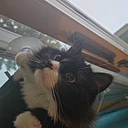 Snickers is registered to the contest to win money with this photo: cat, black_and_white, whiskers, window, indoor, curious, fluffy, pet, animal, close_up, face, paw, feline, domestic, looking_up, soft_light, home, greenery, curtain, relaxing