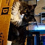 cat, black_and_white, fluffy, cardboard_box, indoors, pet, fur, whiskers, yellow_eyes, cozy, curious, domestic_animal, feline, relaxing, household, living_room, cute, animal, sitting, box