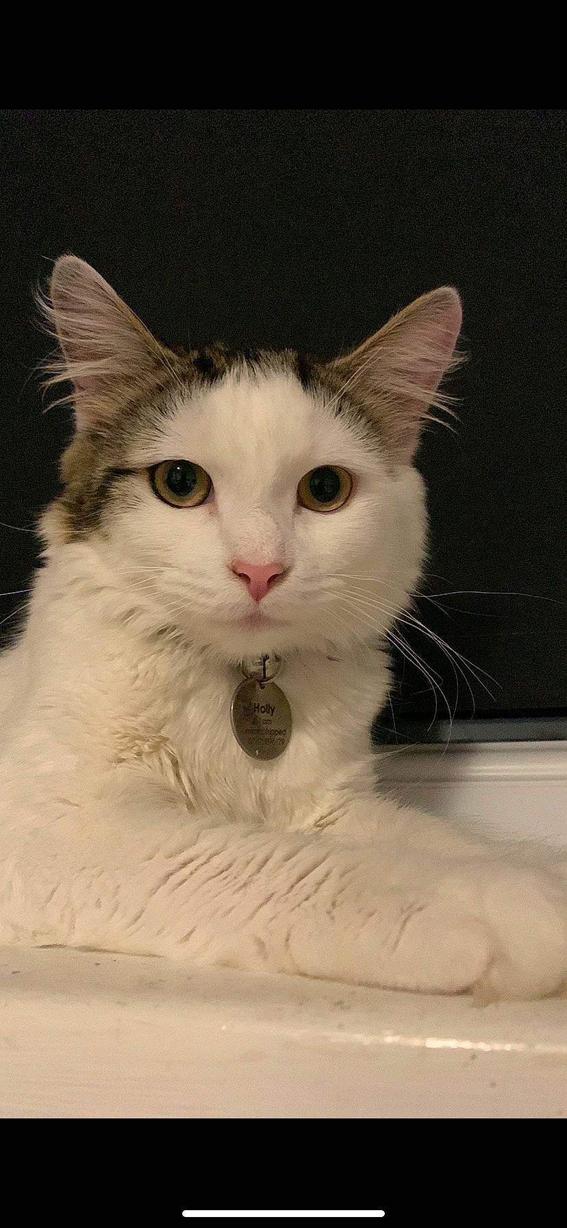 Holly is registered to the contest to win money with this photo: carnivore, cat, domestic_short_haired_cat, felidae, fur, paw, small_to_medium_sized_cats, snout, tail, whiskers