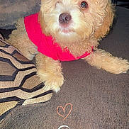Coco is registered to the contest to win money with this photo: dog, puppy, curly_fur, pink_shirt, couch, pillow, blanket, indoor, pet, cute, relaxed, small_dog, fur, home, animal, cozy, living_room, one_eye_visible, resting, domestic_animal