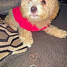 dog, puppy, curly_fur, pink_shirt, couch, pillow, blanket, indoor, pet, cute, relaxed, small_dog, fur, home, animal, cozy, living_room, one_eye_visible, resting, domestic_animal
