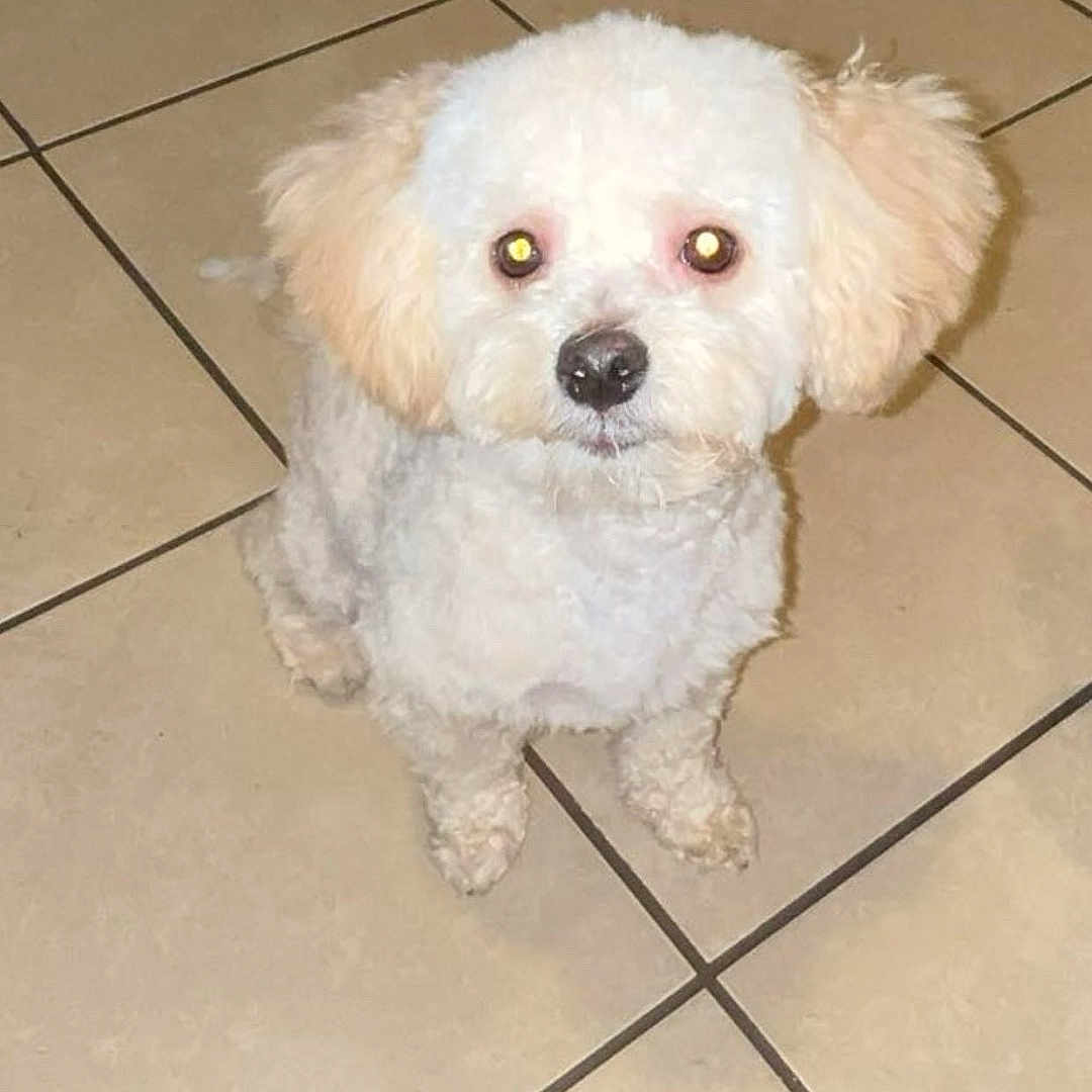 Coco joined the competition — help win amazing prizes! dog, small_dog, white_dog, curly_fur, apricot_ears, pet, indoor, tile_floor, looking_up, flash_reflection, cute, animal, companion, domestic_animal, fur, sitting, floor_tiles, indoor_lighting, adorable, curious
