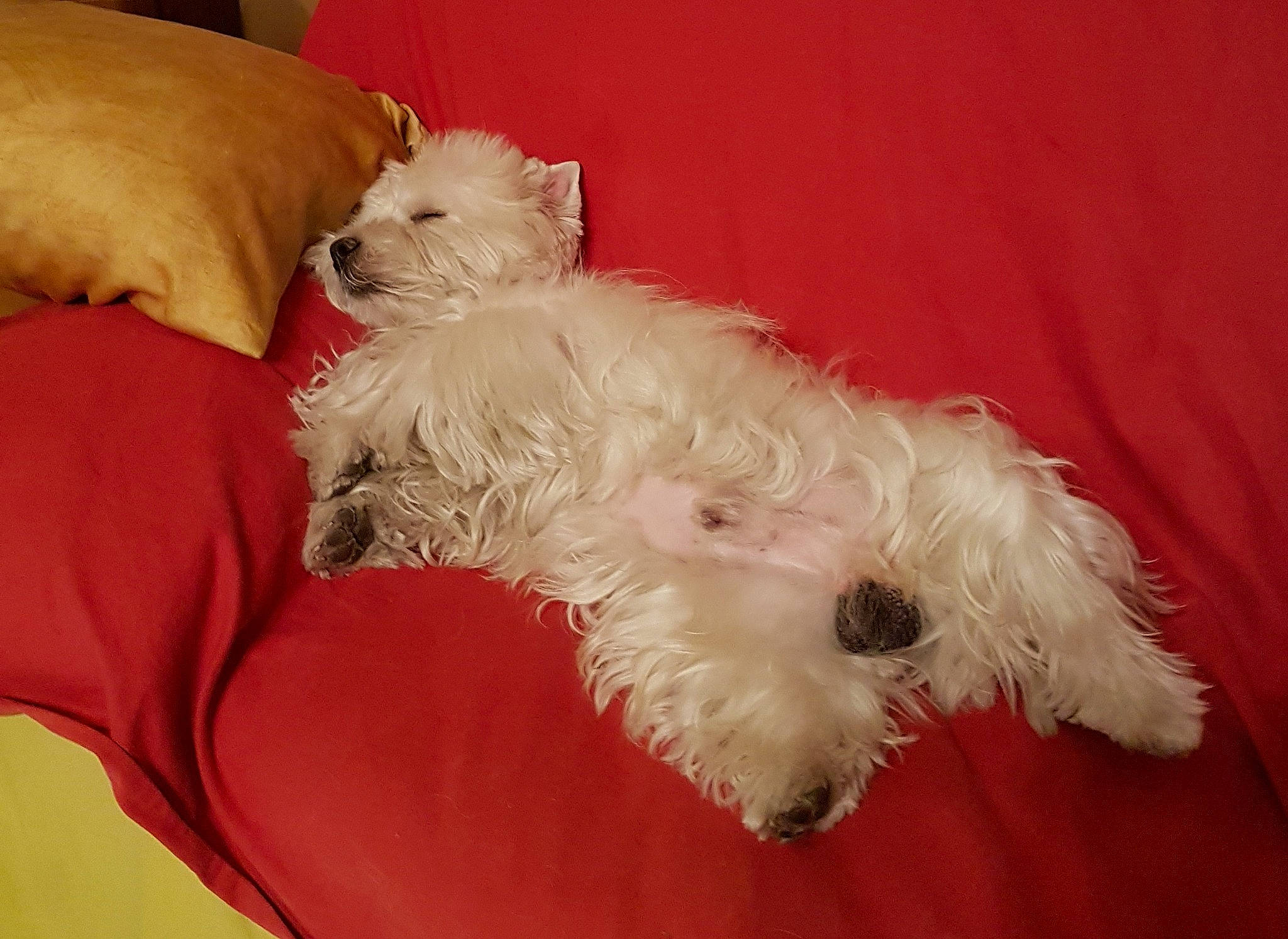 Flash-black participe au concours pour gagner de l'argent avec cette photo : bichon, canidae, carnivore, comfort, companion_dog, dog, dog_breed, dog_supply, fur, maltepoo, non_sporting_group, poodle_crossbreed, small_terrier, sporting_group, terrier, toy_dog, working_animal