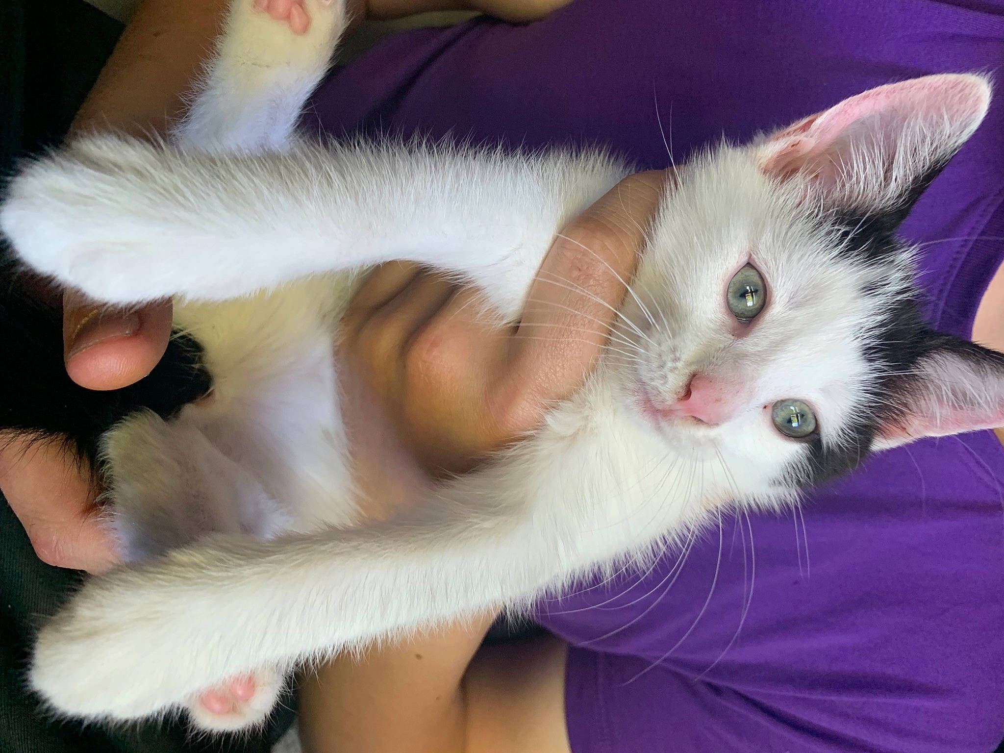 Oreo joined the competition — help win amazing prizes! carnivore, cat, claw, comfort, domestic_short_haired_cat, ear, eye, fawn, felidae, foot, fur, gesture, lap, nail, paw, small_to_medium_sized_cats, snout, tail, thai, whiskers