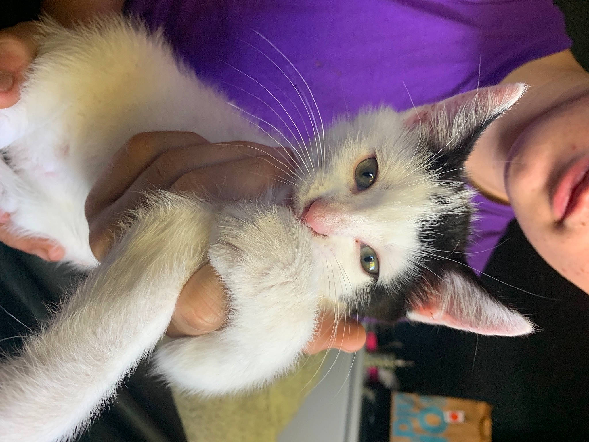 Oreo joined the competition — help win amazing prizes! carnivore, cat, comfort, domestic_short_haired_cat, ear, fawn, felidae, fur, gesture, iris, lap, leg, nail, nose, paw, skin, small_to_medium_sized_cats, snout, vertebrate, whiskers