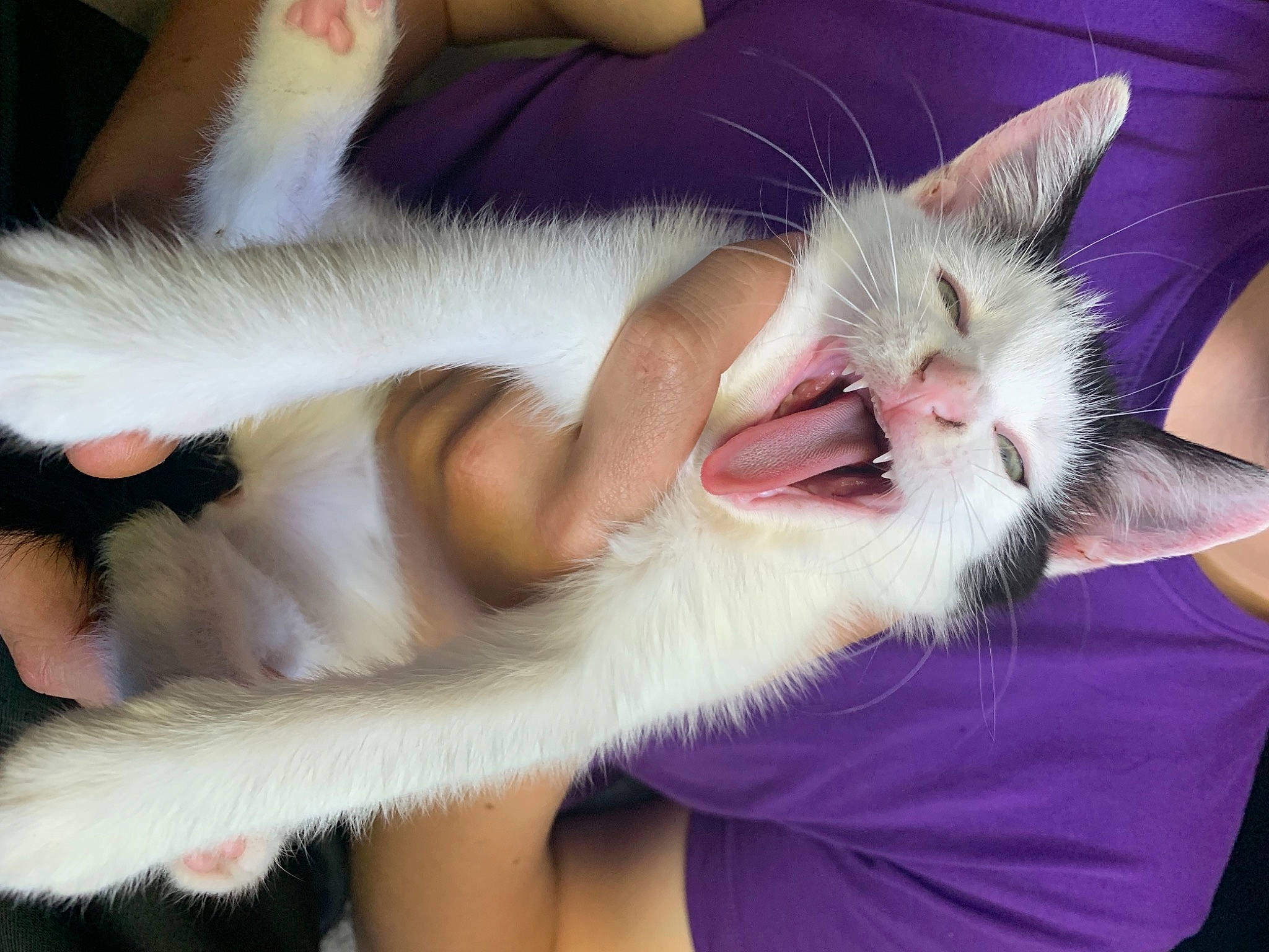 Oreo joined the competition — help win amazing prizes! beard, carnivore, cat, comfort, domestic_short_haired_cat, ear, eye, fang, felidae, fur, gesture, happy, head, jaw, lap, paw, small_to_medium_sized_cats, snout, tail, whiskers