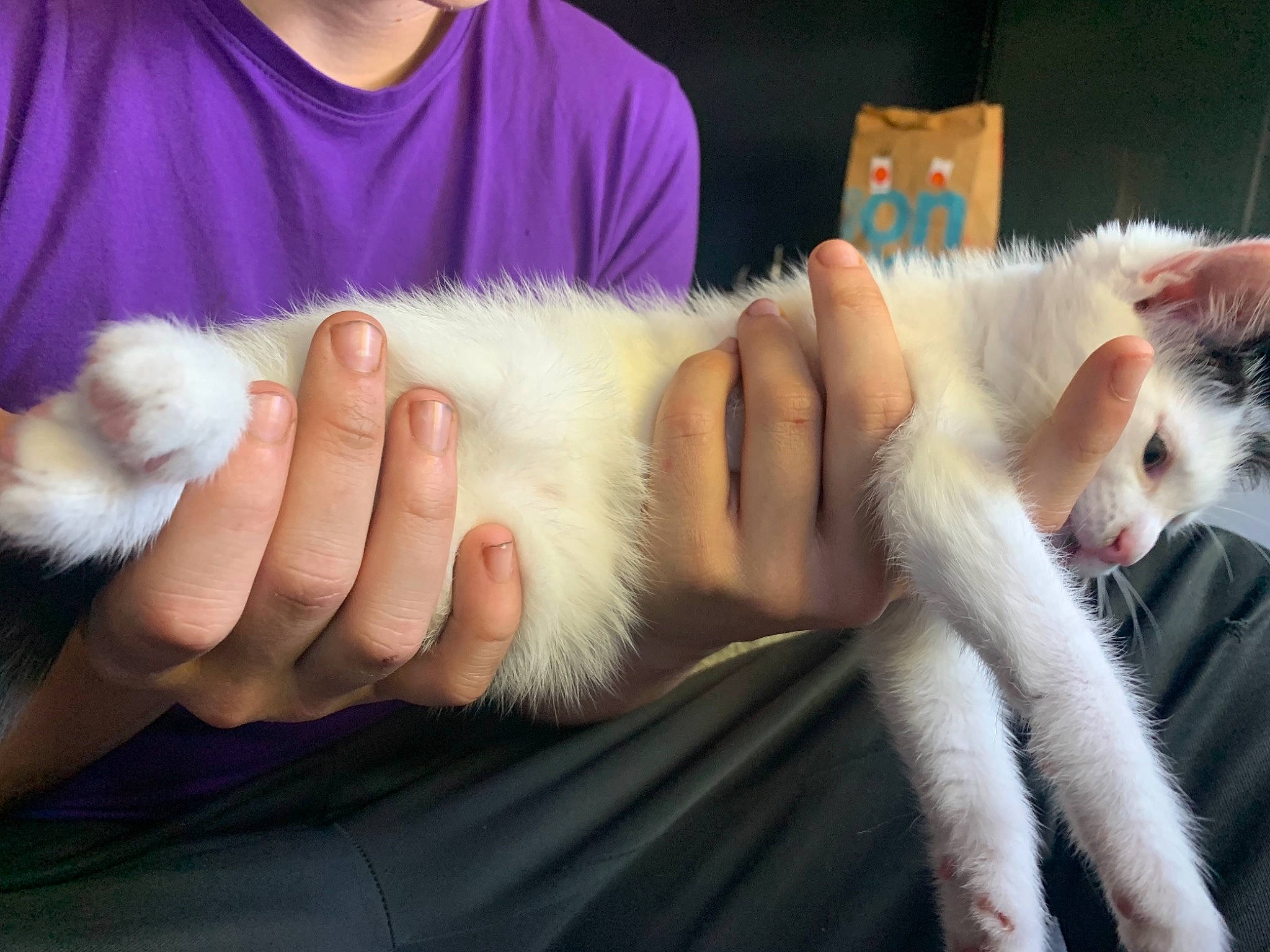 Oreo is registered to the contest to win money with this photo: canidae, carnivore, cat, child, claw, comfort, companion_dog, domestic_short_haired_cat, ear, eyelash, fawn, felidae, fur, gesture, paw, small_to_medium_sized_cats, snout, tail, veterinarian, whiskers