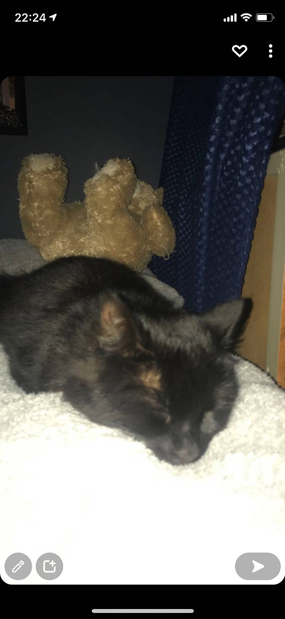 Denzel is registered to the contest to win money with this photo: black_cat, carnivore, cat, cat_supply, chair, claw, comfort, domestic_short_haired_cat, felidae, fur, grey, nap, small_to_medium_sized_cats, snout, tail, terrestrial_animal, whiskers