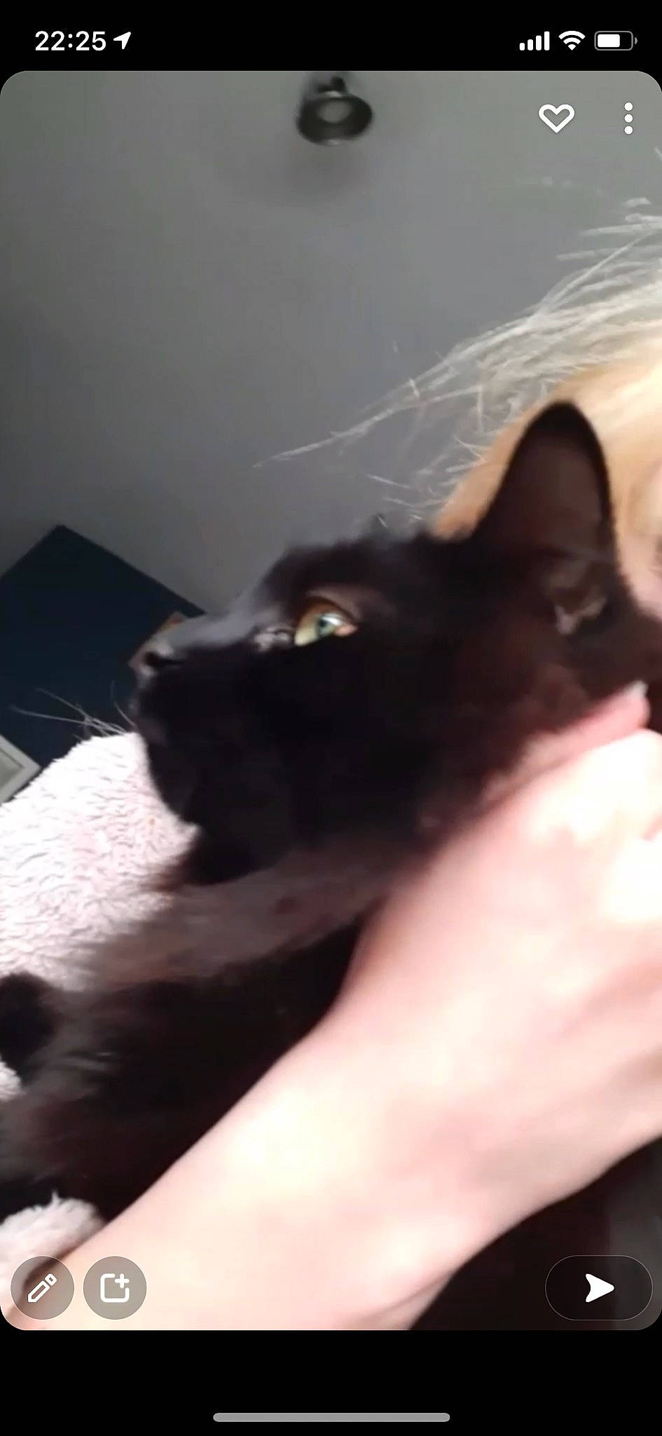 Denzel is registered to the contest to win money with this photo: black_cat, bombay, carnivore, cat, claw, comfort, companion_dog, dog_breed, ear, felidae, fur, gesture, nail, small_to_medium_sized_cats, snout, tail, vertebrate, whiskers