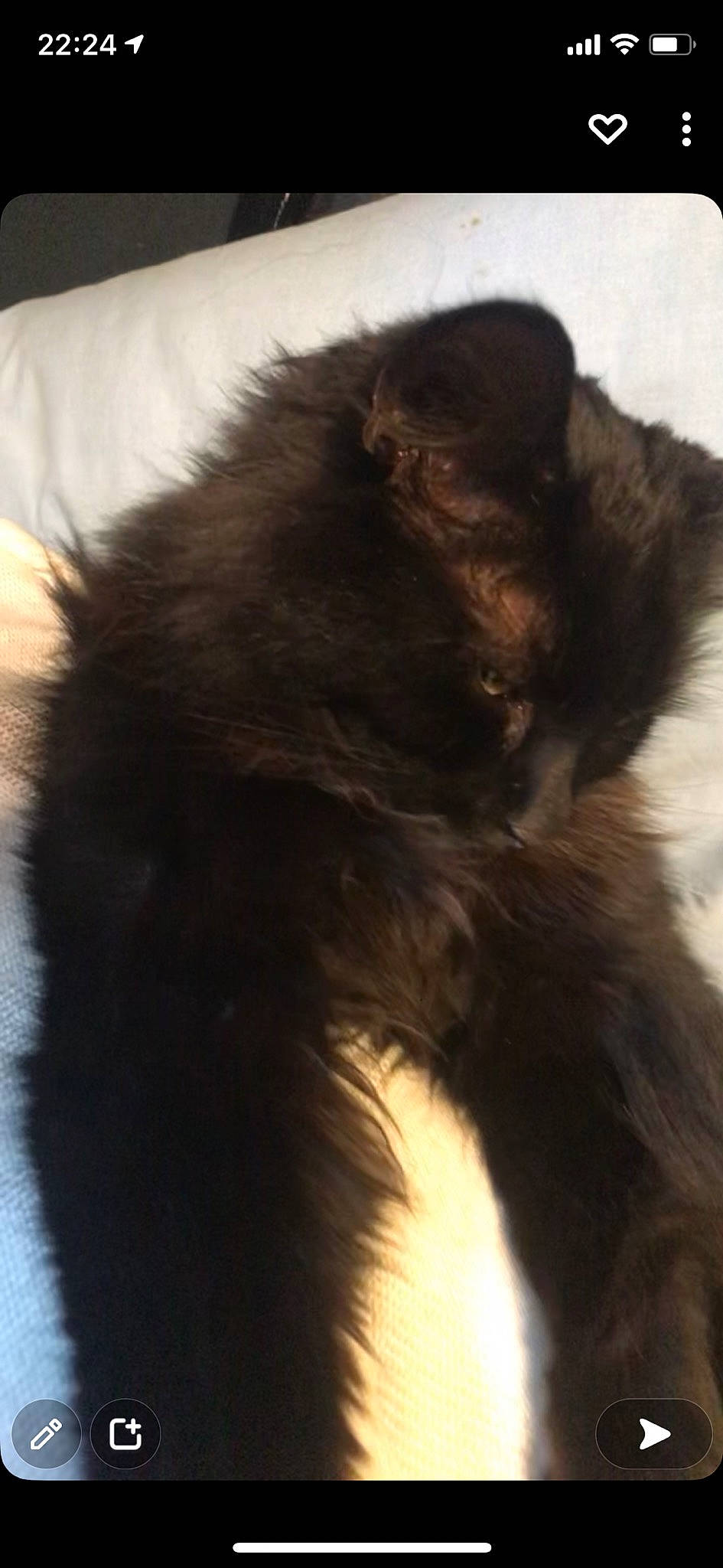 Denzel joined the competition — help win amazing prizes! brown, canidae, carnivore, cat, dog_breed, ear, fawn, felidae, fur, liver, natural_material, small_to_medium_sized_cats, snout, tail, whiskers