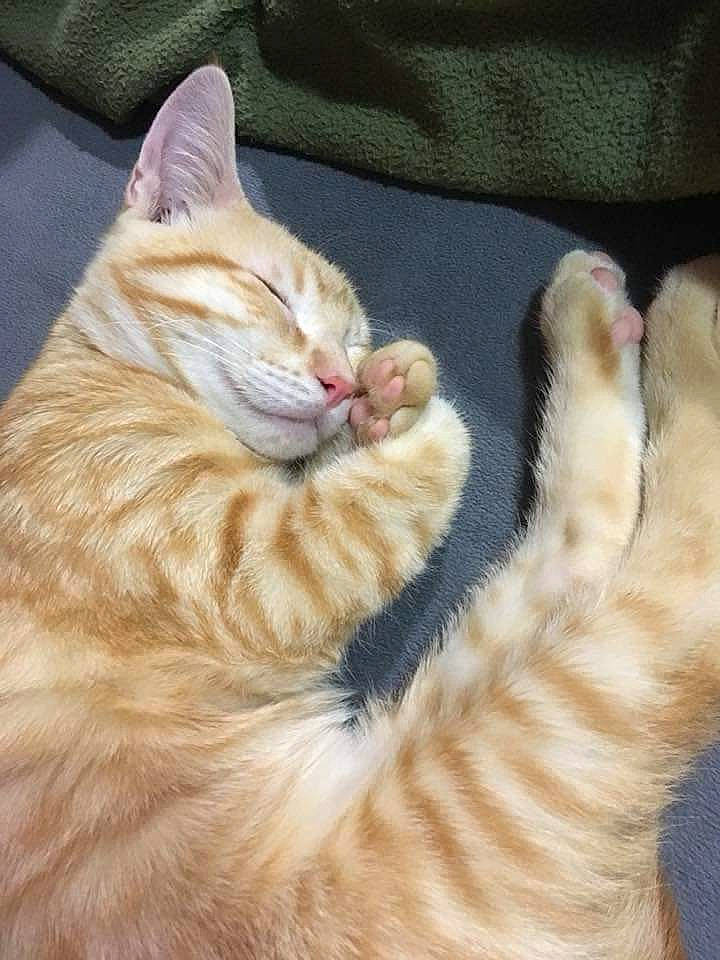 Gryffindor is registered to the contest to win money with this photo: aegean_cat, arabian_mau, asian, carnivore, cat, claw, colorpoint_shorthair, dragon_li, european_shorthair, felidae, fur, german_rex, kitten, mammal, paw, polydactyl_cat, small_to_medium_sized_cats, tabby_cat, tail, whiskers