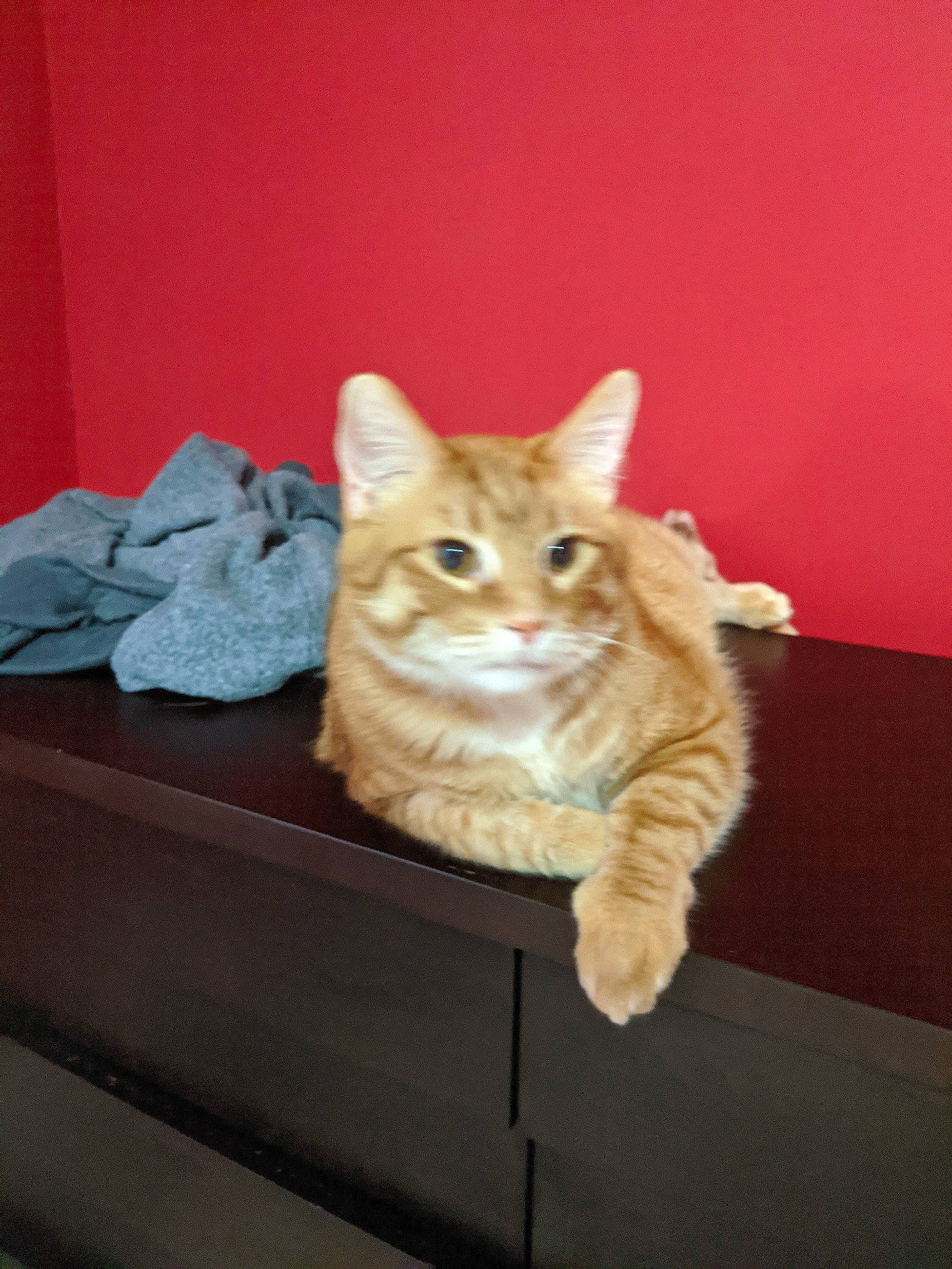 Weasley is registered to the contest to win money with this photo: aegean_cat, asian, australian_mist, carnivore, cat, cymric, domestic_short_haired_cat, dragon_li, european_shorthair, fawn, felidae, kitten, kurilian_bobtail, mammal, paw, room, small_to_medium_sized_cats, tabby_cat, whiskers