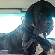 Fender a rejoint le concours — aidez-le/la à gagner de superbes lots ! animal, black_dog, canine, car_backseat, car_interior, companion_animal, curious, dog, dog_collar, dog_paw, domestic_animal, friendly, indoor, large_dog, leather_seat, mammal, pet, pet_animal, vehicle, window