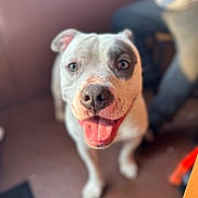 Bruno is registered to the contest to win money with this photo: dog, pet, smiling, tongue_out, happy, indoor, blurred_background, close_up, canine, friendly, animal, fur, nose, ears, domestic_animal, looking_up, companion, cute, playful, warm_light
