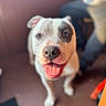 dog, pet, smiling, tongue_out, happy, indoor, blurred_background, close_up, canine, friendly, animal, fur, nose, ears, domestic_animal, looking_up, companion, cute, playful, warm_light