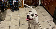Bruno joined the competition — help win amazing prizes! dog, white_dog, kitchen, bubbles, tile_floor, happy, pet, indoor, floor, cabinet, door, playful, tongue_out, canine, animal, household, smiling, looking_up, domestic, cheerful