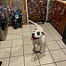 dog, white_dog, kitchen, bubbles, tile_floor, happy, pet, indoor, floor, cabinet, door, playful, tongue_out, canine, animal, household, smiling, looking_up, domestic, cheerful
