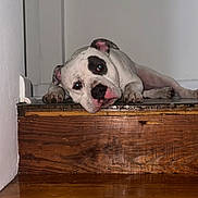 Bruno is registered to the contest to win money with this photo: animal, black_patch, canine, cute, dog, domestic_animal, ears, floor, head, indoor, looking_at_camera, lying_down, paw, pet, portrait, relaxed, resting, stairs, white_dog, wooden_step