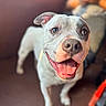 Bruno is registered to the contest to win money with this photo: dog, smiling, happy, pet, animal, indoor, blurred_background, person, casual, brown_floor, closeup, tongue_out, canine, companion, cute, friendly, domestic_animal, portrait, focus_on_subject, playful