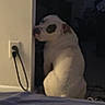 animal, black_patch, companion, cord, cute, dark_room, dog, domestic_animal, floor, indoor, looking_away, pet, power_outlet, puppy, quiet, shadow, side_view, sitting, wall, white_dog