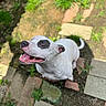 animal, black_patch, brick, canine, closeup, daylight, dog, garden, grass, happy, nature, outdoor, pavement, pet, plant, sitting, smiling, sunlight, tongue, white_dog