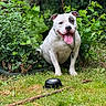 animal, black_patch, canine, chain, collar, dog, garden, grass, greenery, happy, nature, outdoor, pet, plants, playful, sitting, summer, tongue_out, water_bowl, white_dog