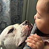 Bruno joined the competition — help win amazing prizes! affection, baby, close_up, connection, curtain, dog, eye, face, fur, gentle, hand, indoor, interaction, nose, pet, portrait, skin, soft_light, toddler, warmth