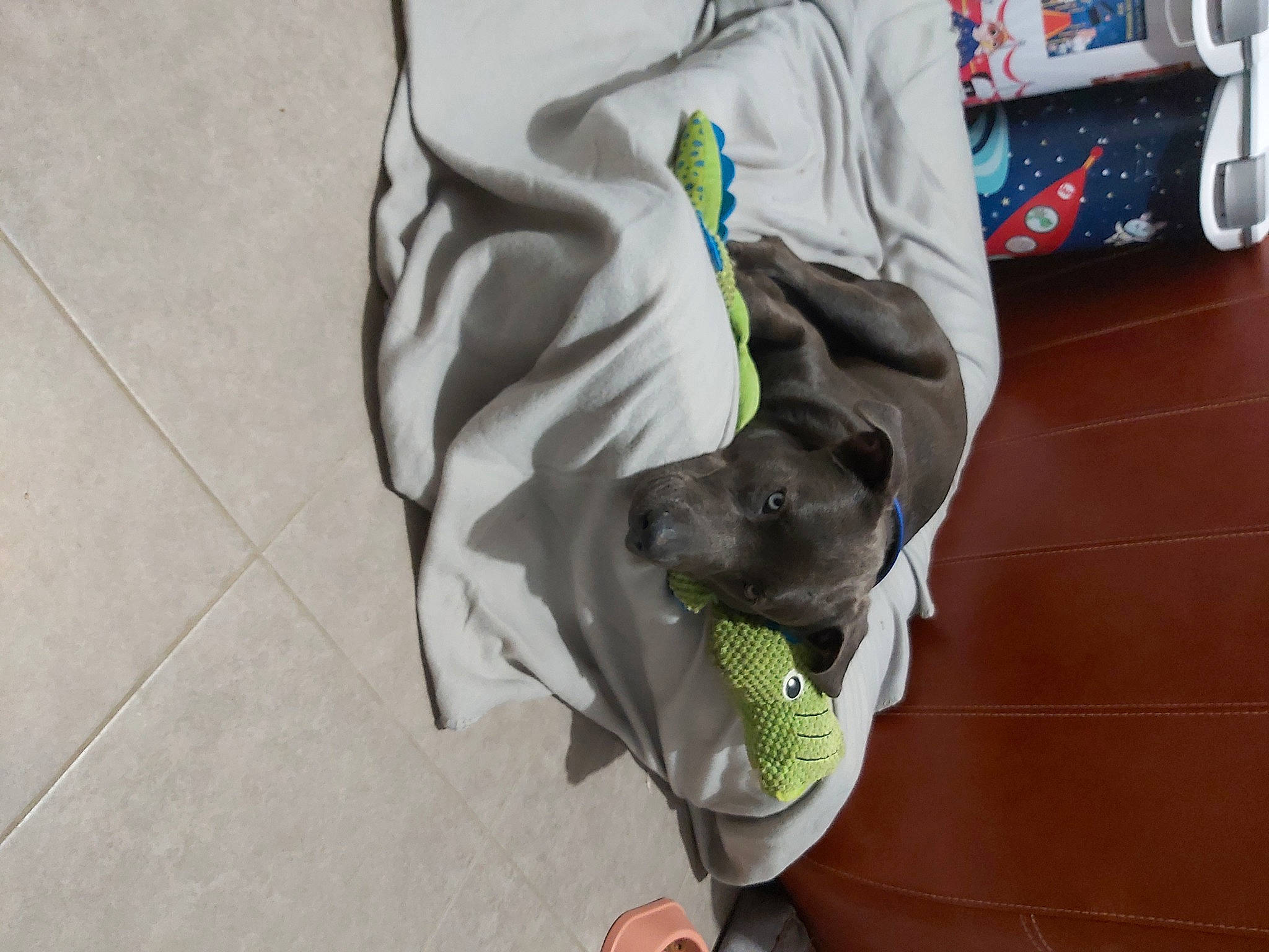 Puma a rejoint le concours — aidez-le/la à gagner de superbes lots ! bag, canidae, carnivore, companion_dog, dog, dog_breed, dog_clothes, dog_supply, floor, flooring, guard_dog, leash, non_sporting_group, personal_protective_equipment, pet_supply, sleeve, snout, sporting_group, tail, working_animal