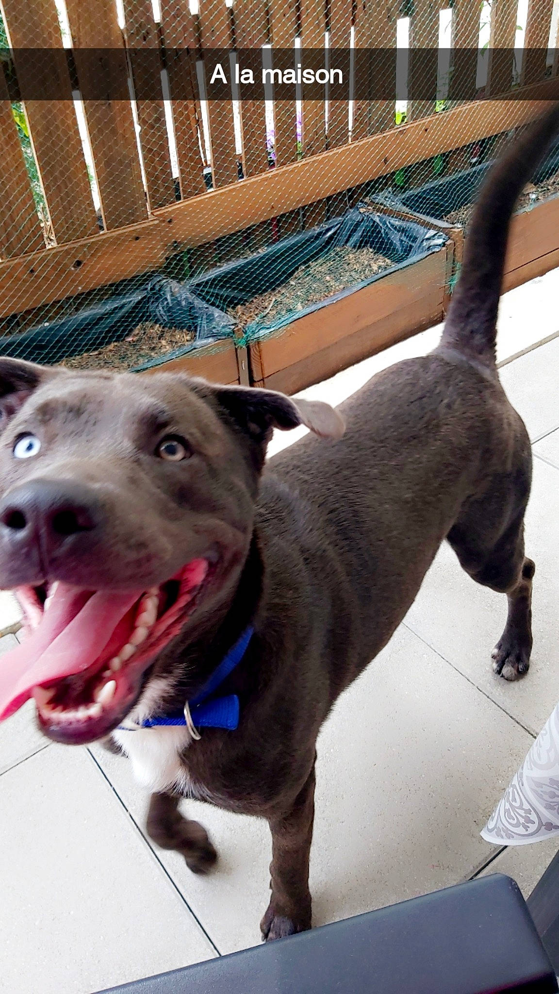 Puma a rejoint le concours — aidez-le/la à gagner de superbes lots ! canidae, carnivore, collar, companion_dog, dog, dog_breed, dog_collar, dog_supply, fashion_accessory, fawn, fence, guard_dog, leash, liver, pet_supply, snout, sporting_group, tail, whiskers, working_animal