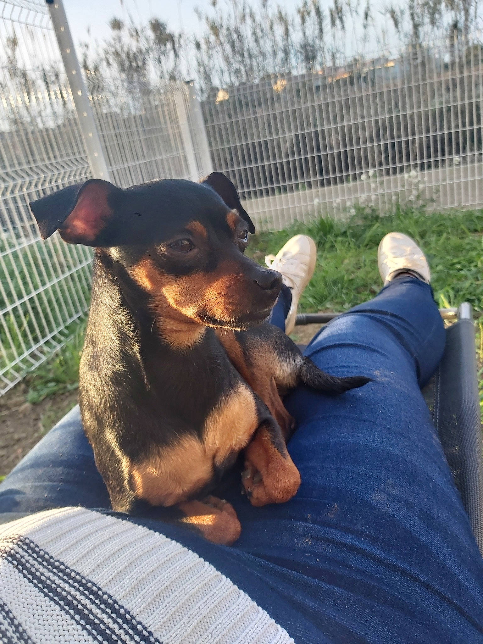 Naya a rejoint le concours — aidez-le/la à gagner de superbes lots ! black_and_tan_terrier, canidae, carnivore, companion_dog, dog, dog_breed, english_toy_terrier, fawn, german_pinscher, lancashire_heeler, mammal, miniature_pinscher, pinscher, prazsky_krysarik, puppy, snout, toy_dog, vertebrate