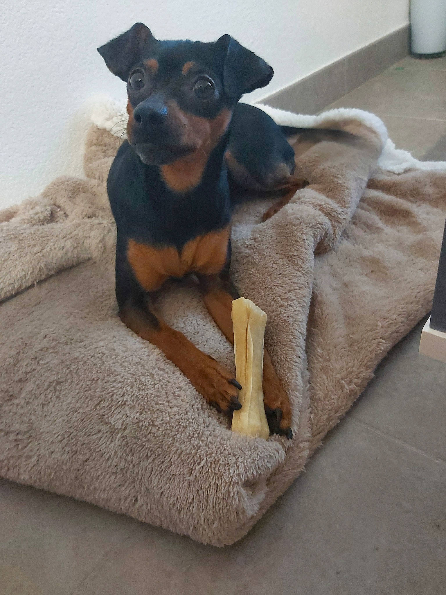 Naya participe au concours pour gagner de l'argent avec cette photo : black_and_tan_terrier, canidae, carnivore, companion_dog, dobermann, dog, dog_bed, dog_breed, fawn, furniture, german_pinscher, guard_dog, mammal, manchester_terrier, miniature_pinscher, pinscher, prazsky_krysarik, toy_dog, toy_manchester_terrier