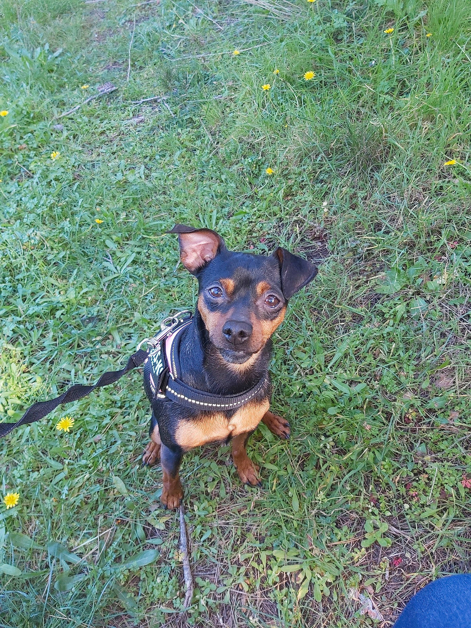 Naya participe au concours pour gagner de l'argent avec cette photo : black_and_tan_terrier, canidae, carlin_pinscher, carnivore, dog, dog_breed, german_pinscher, grass, guard_dog, mammal, manchester_terrier, miniature_pinscher, pinscher, plant, prazsky_krysarik, puppy, toy_dog, toy_manchester_terrier, vertebrate, working_dog