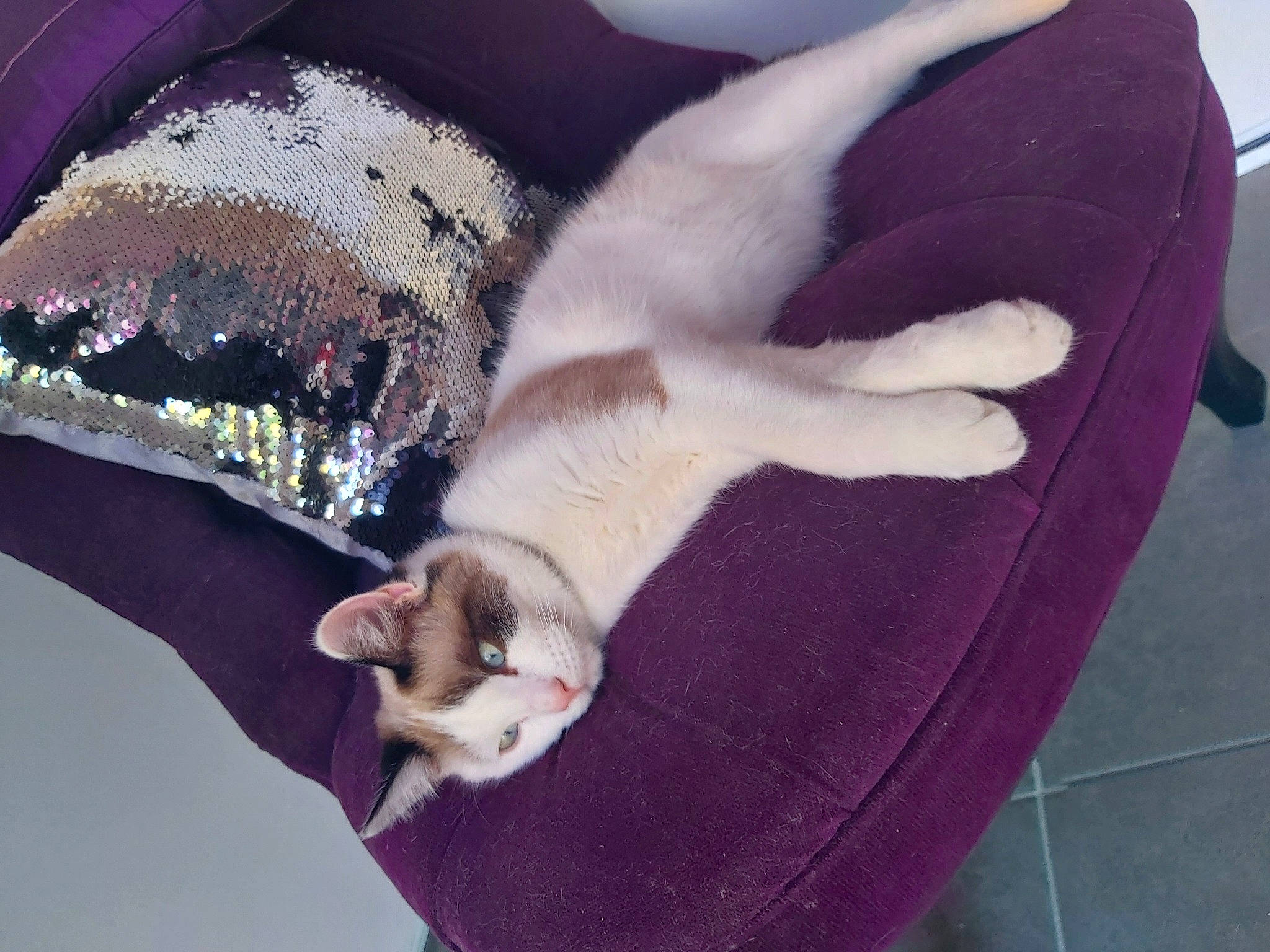 Picco participe au concours pour gagner de l'argent avec cette photo : carnivore, cat, cat_bed, cat_supply, domestic_short_haired_cat, felidae, fur, kitten, paw, polydactyl_cat, small_to_medium_sized_cats, tail, whiskers