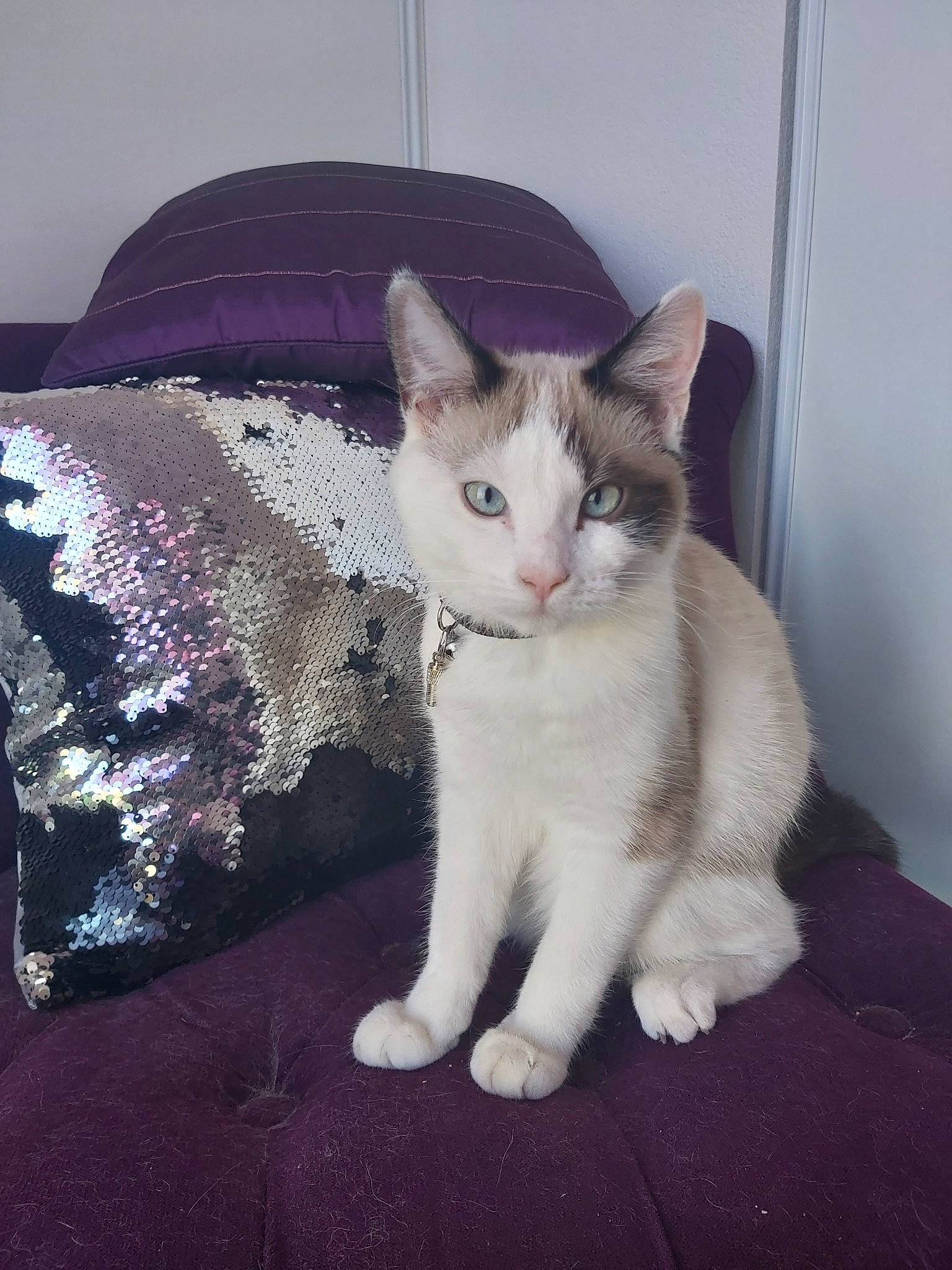 Picco participe au concours pour gagner de l'argent avec cette photo : aegean_cat, american_wirehair, arabian_mau, asian, carnivore, cat, domestic_short_haired_cat, european_shorthair, fawn, felidae, german_rex, javanese, kitten, mammal, ojos_azules, oriental_longhair, polydactyl_cat, small_to_medium_sized_cats, vertebrate, whiskers